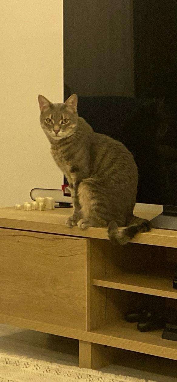 Menteşe’de Kayıp Kedi İçin 20 Bin TL Ödül Verilecek 7